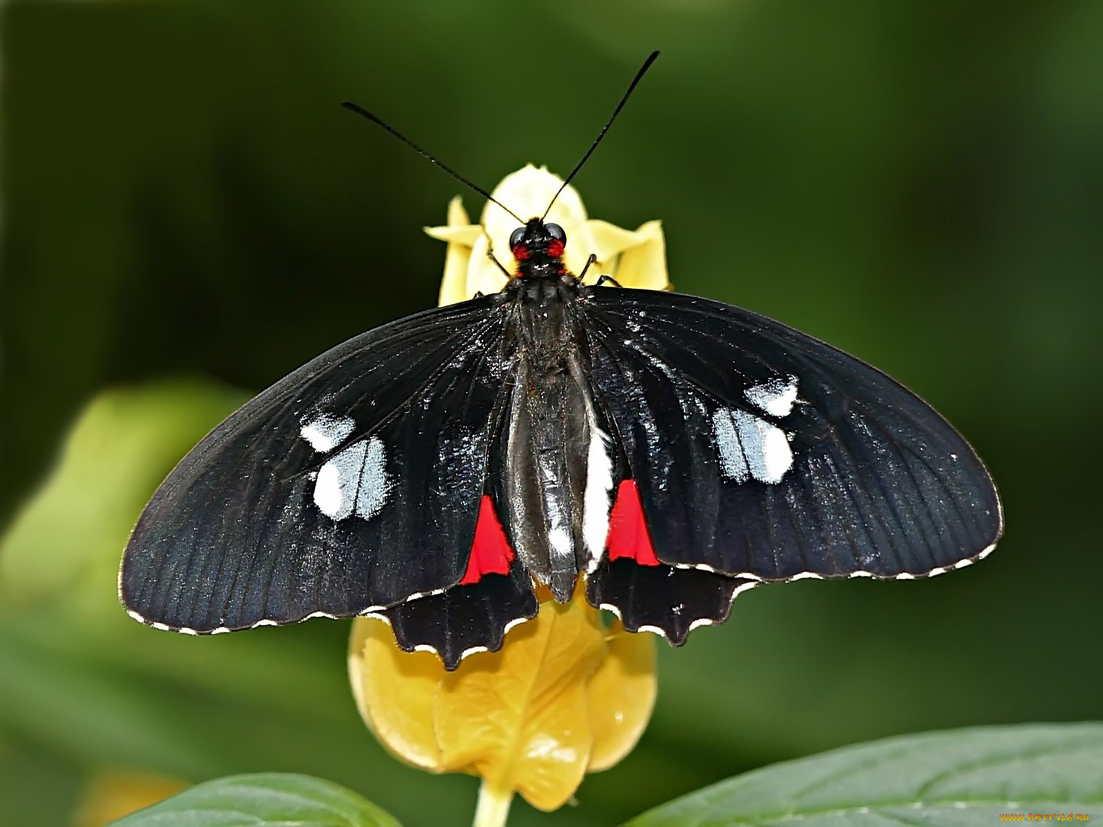 tropical, swallowtail, , 